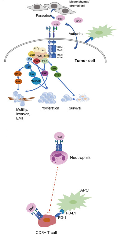 MET signaling and Function in Cancer cells
